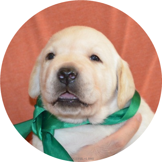 男の子(グリーン母犬グラス)(A child of ソロモン & グラス) 男の子(グリーン母犬グラス)